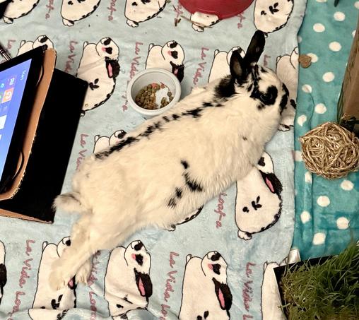 A sculpted rabbit with amazing muscle definition (well she’s round and fluffy at least)
leisurely relaxes with leggies crossed casually