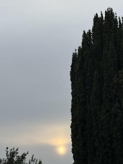 A partially obscured sun is visible behind a layer of clouds, with tall, dark green trees in the foreground. The sky appears gray and overcast.

Eine teilweise verdeckte Sonne ist hinter einer Wolkenschicht sichtbar, mit hohen, dunkelgrünen Bäumen im Vordergrund. Der Himmel erscheint grau und bewölkt.
