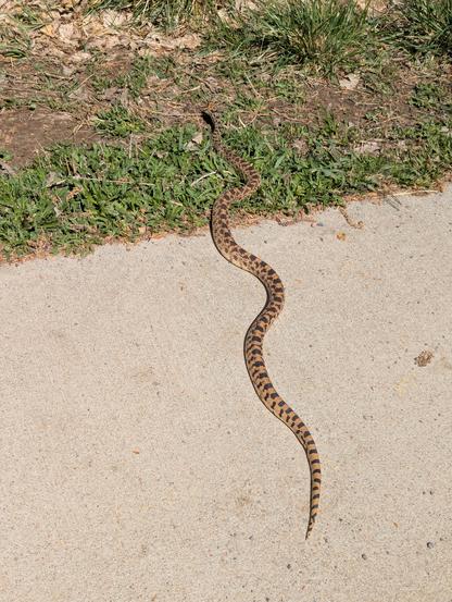 The snake is exiting the path with a bit of encouragement and making its way onto the grass