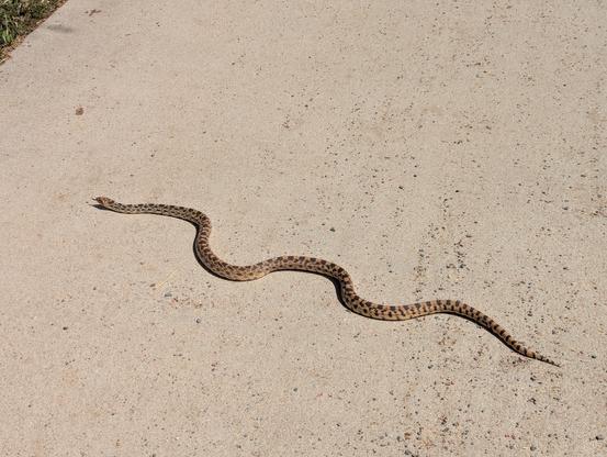 Side view of a large tan and brown snake with intricate patterning, slithering across a paved path