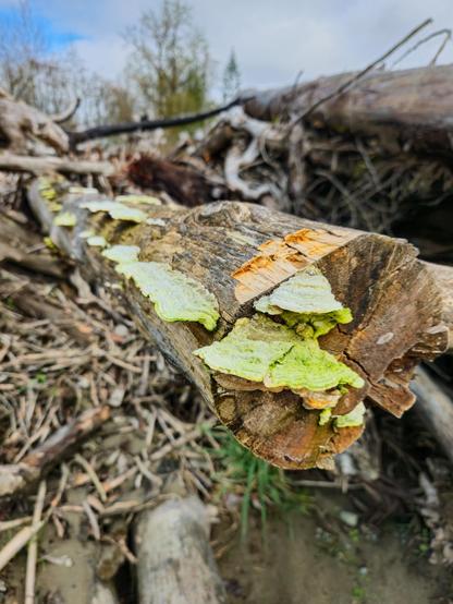 The image shows a fallen tree with greenish-yellow fungi growing on its surface. The background includes more wooden debris and a natural outdoor setting. The fungi appear to be thriving on the decaying wood.