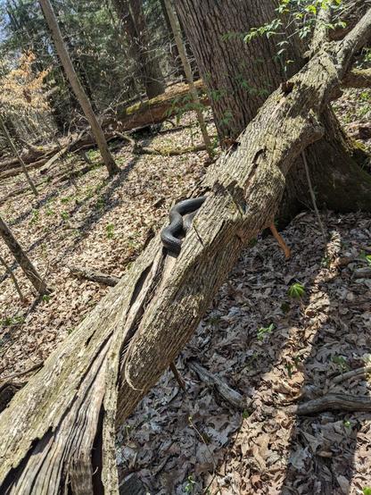 Noodle hiding and getting sun at the same time. Mood