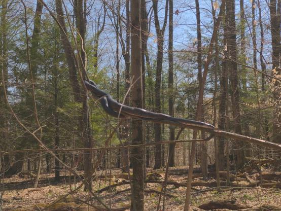 Noodle on a branch in the sun.