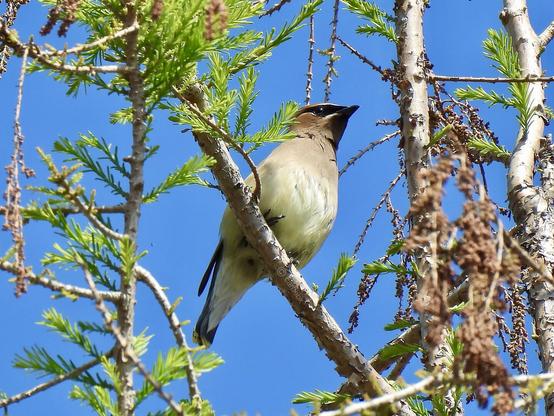 A bird perched on a branch, showcasing its elegant features in a natural setting.