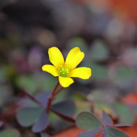 l fiore di Oxalis corniculata, conosciuto anche come acetosella dei campi, è piccolo ma affascinante nella sua semplicità. I petali sono di colore giallo vivo e sono organizzati in forma simmetrica, con cinque petali che si dispongono a creare un fiore circolare, quasi perfetto. La loro superficie è liscia e luminosa, dando al fiore un aspetto delicato.
La pianta spesso si accompagna a foglie trifogliate di colore verde intenso, che talvolta possono assumere sfumature rossastre. Cresce spontaneamente in luoghi soleggiati e può essere trovata nei giardini, nei campi, e persino lungo i bordi delle strade. È una pianta rustica che si adatta facilmente a diverse condizioni.
Il fiore di Oxalis corniculata porta un tocco di vivacità ovunque si trovi, mostrando la bellezza delle cose minute.