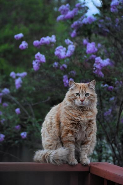 Oberon is a fluffy orange tabby with yellow eyes. He sits perched on a wooden railing with an alert expression. Behind him is a lilac bush in full bloom.