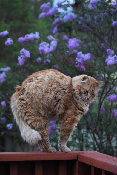 Oberon is a fluffy orange tabby with yellow eyes. He stands on a wooden railing with his back arched in mid-stretch. Behind him is a lilac bush in full bloom.