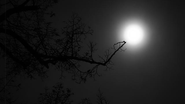 The image shows a dark, possibly nighttime scene with the silhouette of tree branches against a bright light source, likely the moon. The branches appear bare, suggesting a wintry setting or a tree without leaves. The contrast between the dark branches and the bright light creates a striking visual effect.