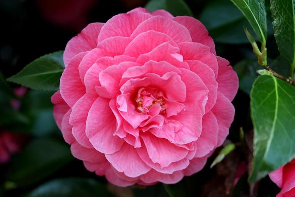 Pink Japanese Camellia