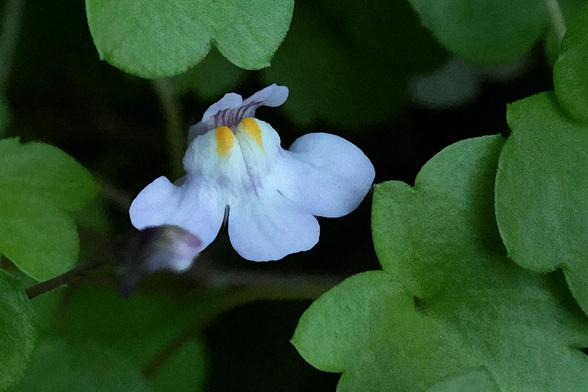 Pennywort