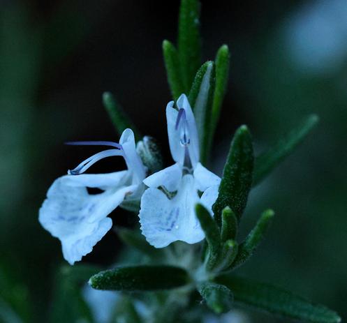 Rosemary
