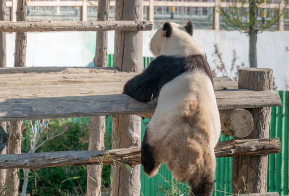 male giant panda Jing-jing