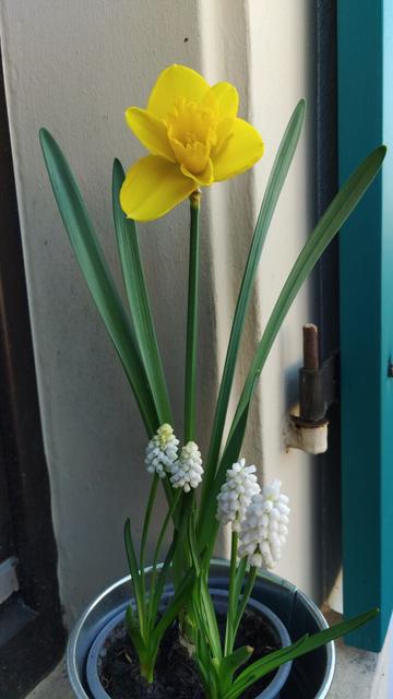 Photography of a Narcissus plan with yellow flower in a plant pot in front of a white wall