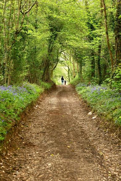 mud and gravel path through lush green spring woods that arch over forming a green tunnel. on the banks of the path grass and dense patches of bluebells. at the vanishing point and horizon of the road, a mother with one small toddler on her shoulders and another holding her hand, chatting and walking away from the camera on an adventure.