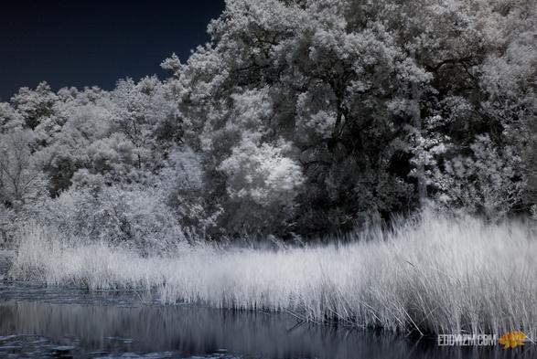 "Everybody gets so much information all day long that they lose their common sense."	
~ Gertrude Stein
#malibucreek in #infrared #hoyaR72 #sonyalpha #sonya100 #photography #calabasas #california #nature #natura #outdoors #gooutside #quote #knowledge #infraredphotography #channelswap #exploretheworld #wanderer