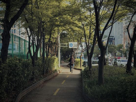 녹음이 우거진 벚꽃로의 자전거 도로 가운데로 자전거 탄 사람이 지나가는 모습.