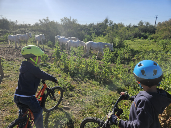 numéros 1 et 2 face aux chevaux