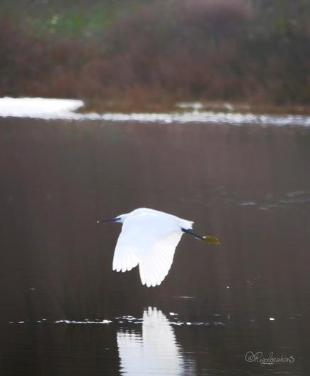 Une aigrette garzette en train de voler au dessus d’un plan d’eau calme à effet de miroir. Elle se dirige vers la gauche de l’image, ses grandes ailes rabattues vers le bas, effleurant presque l’eau. Son plumage blanc contraste avec la couleur sombre de l’eau.