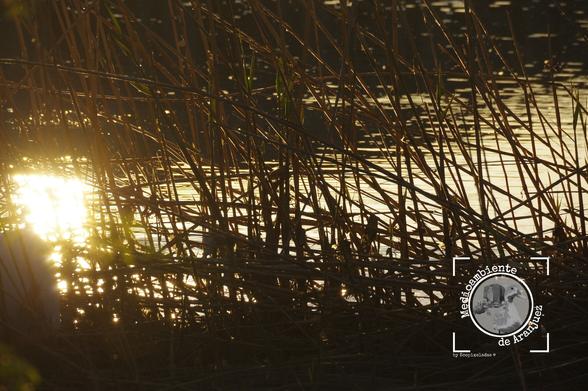 fotografía en tonos dorados con el sol reflejándose en el río Jarama entre los juncos