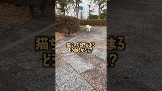 一触即発のぼたまる #bichonfrise #dog #犬 #shorts  #2025年 #ビションフリーゼ #2月 #一触即発 #猫 #威嚇