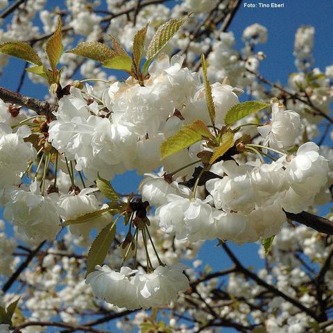 Dichte Dolden aus weißen, gefüllten Kirschblüten hängen an den Zweigen eines Zierbaumes. Die Blütenblätter sind zahlreich und leicht gewellt, wodurch sie besonders voluminös wirken. Zwischen den Blüten befinden sich junge, gezackte Blätter in frischem Grün mit leicht rötlichen Tönen. Im Hintergrund sind weitere Blüten und Zweige desselben Baumes zu sehen, die vor einem klaren blauen Himmel stehen.