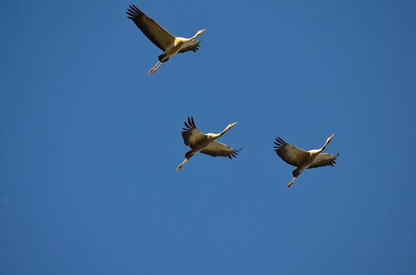 Tres grullas volando con las alas extendidas bajo un cielo azul. Son fundamentalmente blancas salvo el final de las alas y la cola. El cuello es largo y sobresale claramente, así como las patas estiradas hacia atrás.