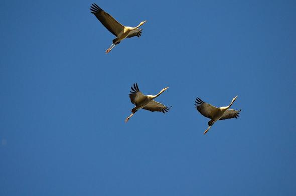 Tres grullas volando con las alas extendidas bajo un cielo azul. Son fundamentalmente blancas salvo el final de las alas y la cola. El cuello es largo y sobresale claramente, así como las patas estiradas hacia atrás.