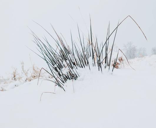A winter scene shows a clump of tall, dark grass blades emerging from a thick blanket of snow. The blades are silhouetted against a pale, overcast sky, and a light dusting of snow clings to them. The ground is completely covered in snow, creating a stark contrast with the dark grass. In the background, a few bare trees are visible through the haze, adding to the wintry atmosphere.