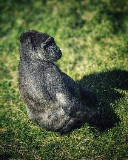 A view downwards to a large male gorilla sitiltingnalone on the grass in the bright sunshine, glancing to his side.