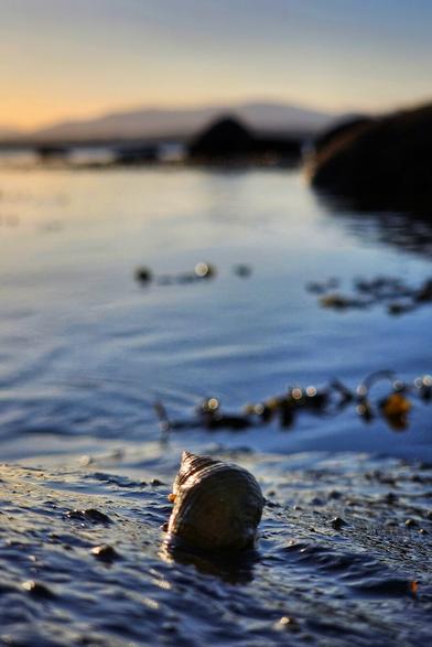 A small, textured seashell sits on the wet rocks at the edge of the water. The blurred background shows a calm sea, distant land, and a soft, light sky.