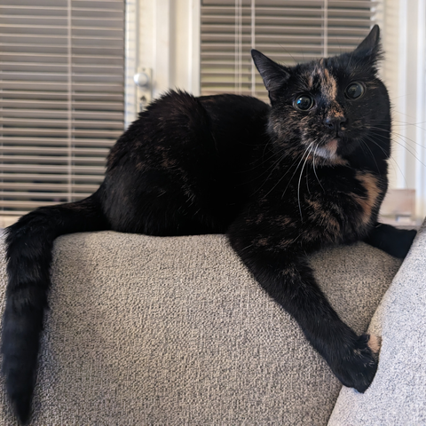 A cat sitting on the arm rest of a couch, as she sits still momentarily while she was acting all crazy clawing into the couch, playing. She looks towards the camera and has very enlarged pupils and looks a bit silly. Cute... but silly. :)