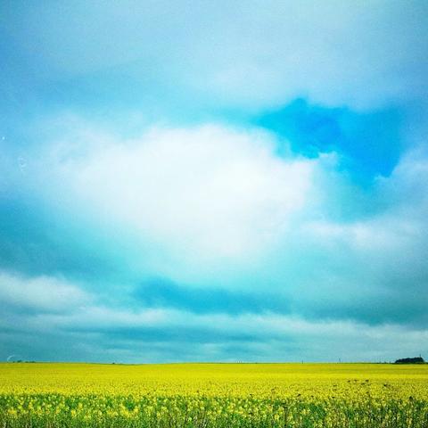 A vibrant yellow field under a cloudy sky, with patches of blue peeking through the clouds.
