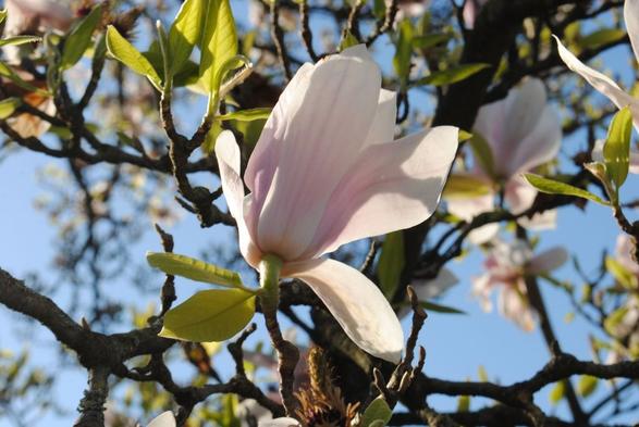 a closeup of a soft pink magnolia blossom in front of a tangle of more branches and blossoms and a bright blue sky