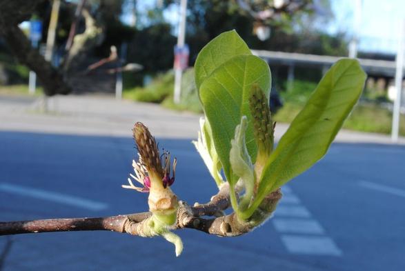 a closeup of two magnolia blossoms that have already lost their petals, showing their insides and future seeds, and fresh green leaves sprouting around them, to a background of a street in blue shadow and some more green shrubs in sunlight behind it, as well as a bright blue sky at the top of the image