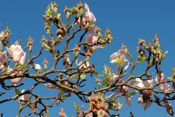 a branch of a magnolia tree showing many former blossoms that have already lost their petals showing golden green aainst a deep blue sky, as well as some soft pink blossoms still sticking around
