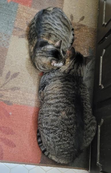 Bonded pair of tabbie cats, settled with their heads in the crook of each other's neck, lying on a multicolored rug