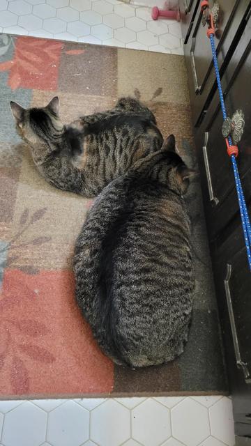 Tabbies. Still sitting together, but now Bonnie has moved around so her butt is near Jack's head.