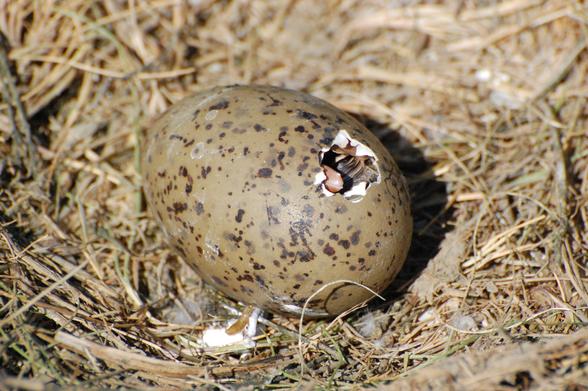 This image shows a speckled bird egg with a hole in it, through which the tip of the beak of a soon to be hatching can be seen.