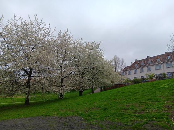 Some trees covered in new blossom on a grassy hill with housing in the background.