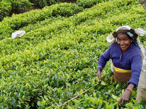 Woman standing to the hip between  rows of tea plants picking tea leaves .