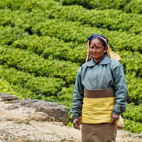 Woman posing before the tea plantation.