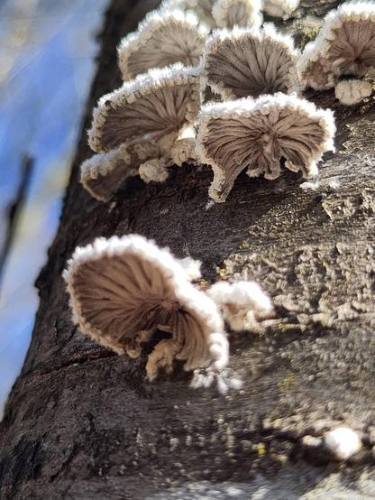 Fungi on a tree
