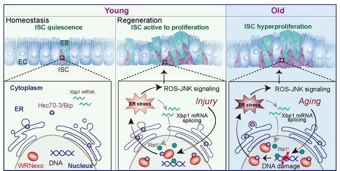Schematic of WRNexo function in Drosophila intestinal stem cells (ISCs). WRNexo upregulation and Hsc70-3/Bip translocation to nuclei occur with injury/aging. WRNexo interaction inhibits Hsc70-3/Bip, increasing ER stress, which promotes ISC proliferation via ROS-JNK signaling.