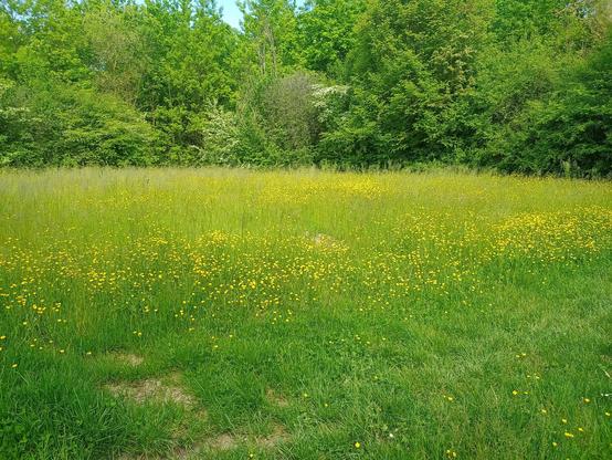 L'immagine mostra un ampio campo erboso ricoperto di fiori gialli, probabilmente ranuncoli, che si estendono fino a un fitto bosco di alberi verdi. La vegetazione è rigogliosa e l'atmosfera è tranquilla e serena, con un cielo azzurro visibile tra le fronde. Il terreno è coperto di erba alta e fiorita, con alcune zone dove la terra è visibile, suggerendo un sentiero naturale. La luce del sole illumina la scena, creando un contrasto vivido tra il verde della vegetazione e il giallo dei fiori.

Fornito da @altbot, generato localmente e privatamente utilizzando Ovis2-8B

🌱 Energia utilizzata: 0.208 Wh