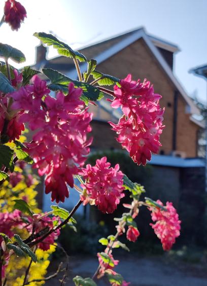 Ribes sanguineum (Red Flowering Current or Red Pimpernel?) - a front garden shrub with clusters of little dark pink tubular flowers backlit by golden sunlight in front of a domestic roof line.