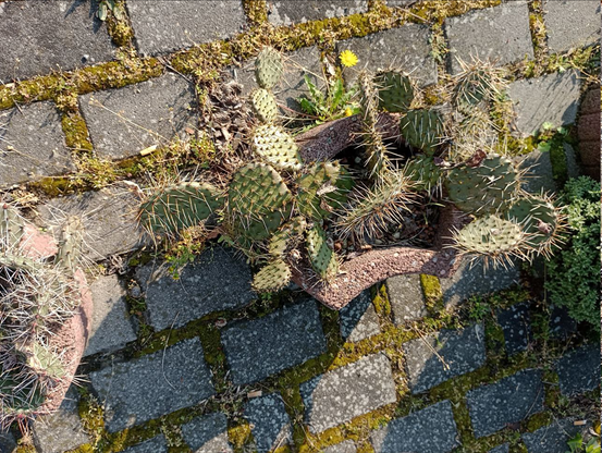 Eine Pflanze, die keiner gerne klaut: Feigenkakteen in Lübben. Gießen muss sie keiner, ungepflegt wie ein Dreitagebart wuchern sie in den Spreewald und erschrecken die Touristen. Die Stacheln sind lang, ein Ohr wuchert am andern und keine Stelle zu sehen, wo sich einer was entnommen hätte. Übrigens wachsen sie nicht zwischen den Pflastersteinen des Platzes, sondern in diesen hübsch hässlichen aschebraunen Betonkübeln, die hier tatsächlich den doppelten Nutzen haben: Sie bringen die Kakteen in Form und bewahren sie davor, von irgendwelchen Reifen platt gefahren zu werden. Obwohl ... wer möchte das wirklich probieren?