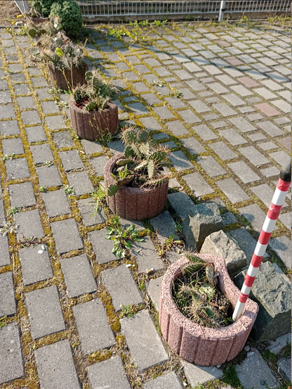 Das Betonstein-Pflaster zieht sich unromantisch von der Bordsteinkante bis zum andern Ende des Firmenparkplatzes. Um der Ordnung halber haben die Besitzer ein halbes Dutzend Betonkübel in Reihe aufgestellt. Sie bewachsen den Parkplatz; und, nun ja, wer sich an ihnen schon mal veründigt hat, macht das genau so ungern, wie an einen geladenen Zaun pinkeln.