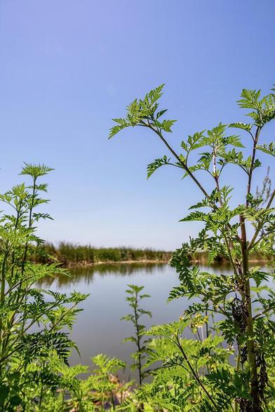 Experience the serene beauty of Lake Apopka Wildlife Drive in Orlando, Florida, showcasing lush wetlands and diverse wildlife.