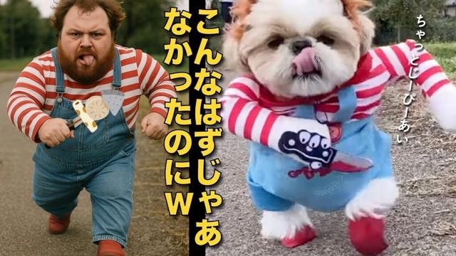 【シーズー】笑撃！こんなはずじゃあなかったのに… www（今日のオトンクッキングは、激うま簡単！いちごオレオアイス編）【382】