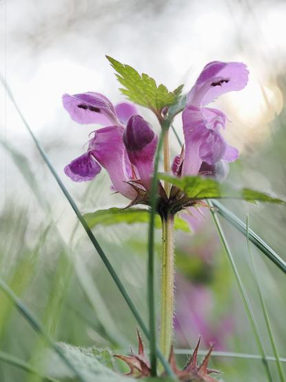 The image shows a close-up of a flowering plant with purple blossoms. The plant has serrated green leaves and hairy stems. The background is blurred, creating a soft, natural setting.